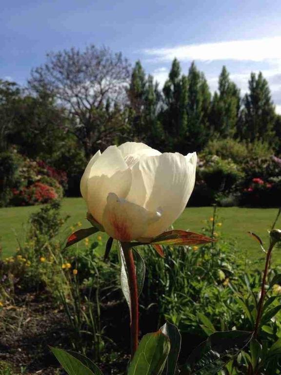 Rhododendron Garden Hotel Крайстчърч Стая снимка