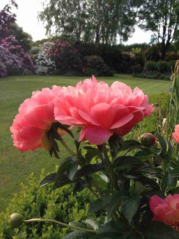 Rhododendron Garden Hotel Крайстчърч Екстериор снимка