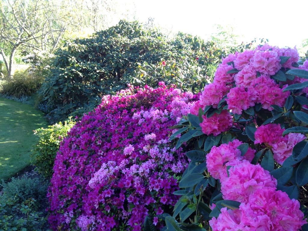 Rhododendron Garden Hotel Крайстчърч Стая снимка